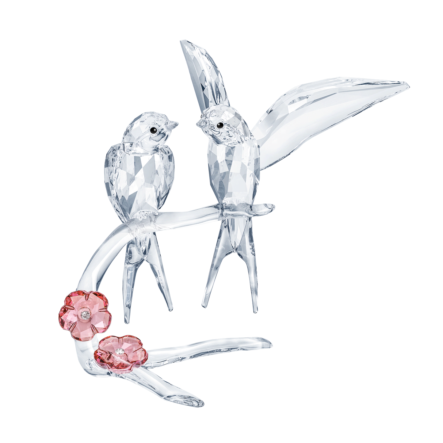 Swallows 5475566