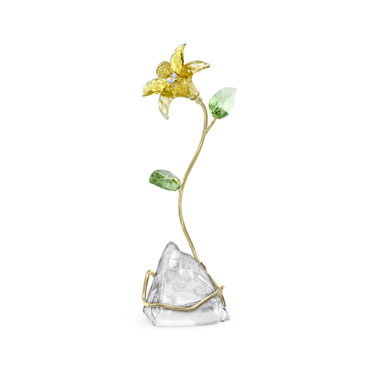 Florere Lily 5666972