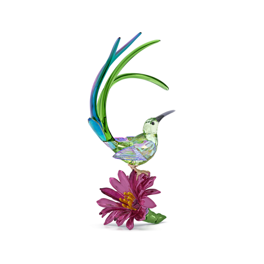 Idyllia Sugarbird and Cactus Flower 5675166