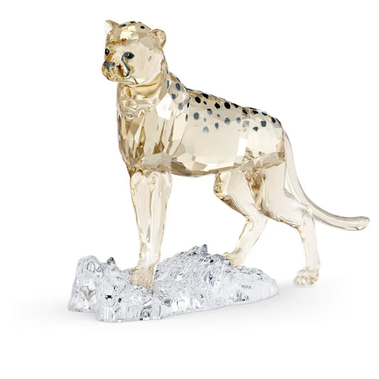 Elegance of Africa SCS Cheetah Baby Jabari 5636484