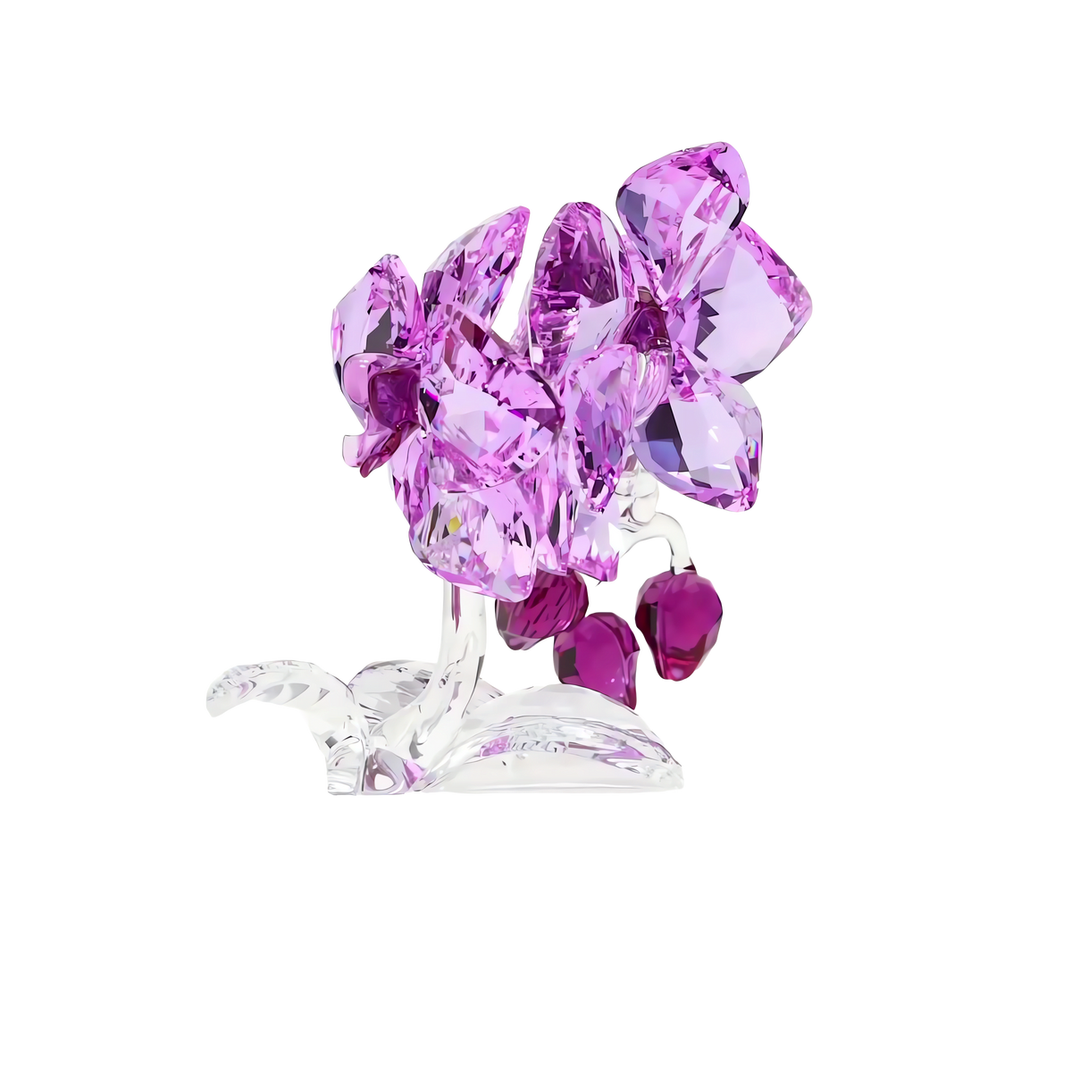 Crystal Flowers Orchid