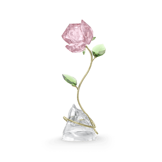 Florere Rose 5666973