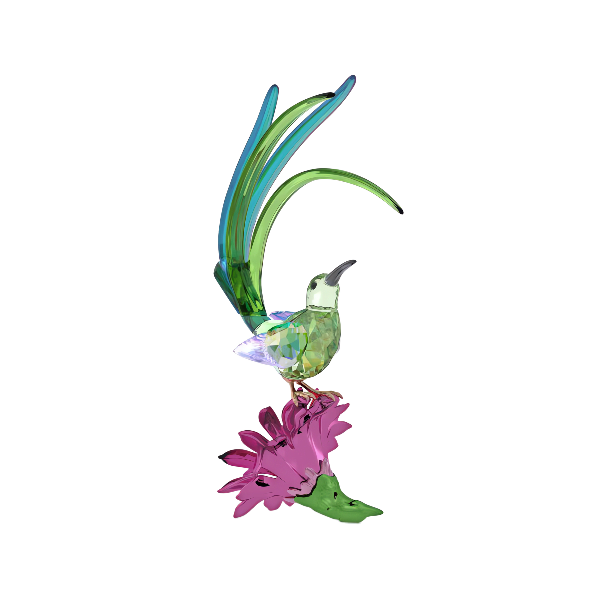 Idyllia Sugarbird and Cactus Flower 5675166