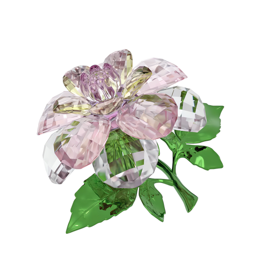 Florere Camellia 5721538