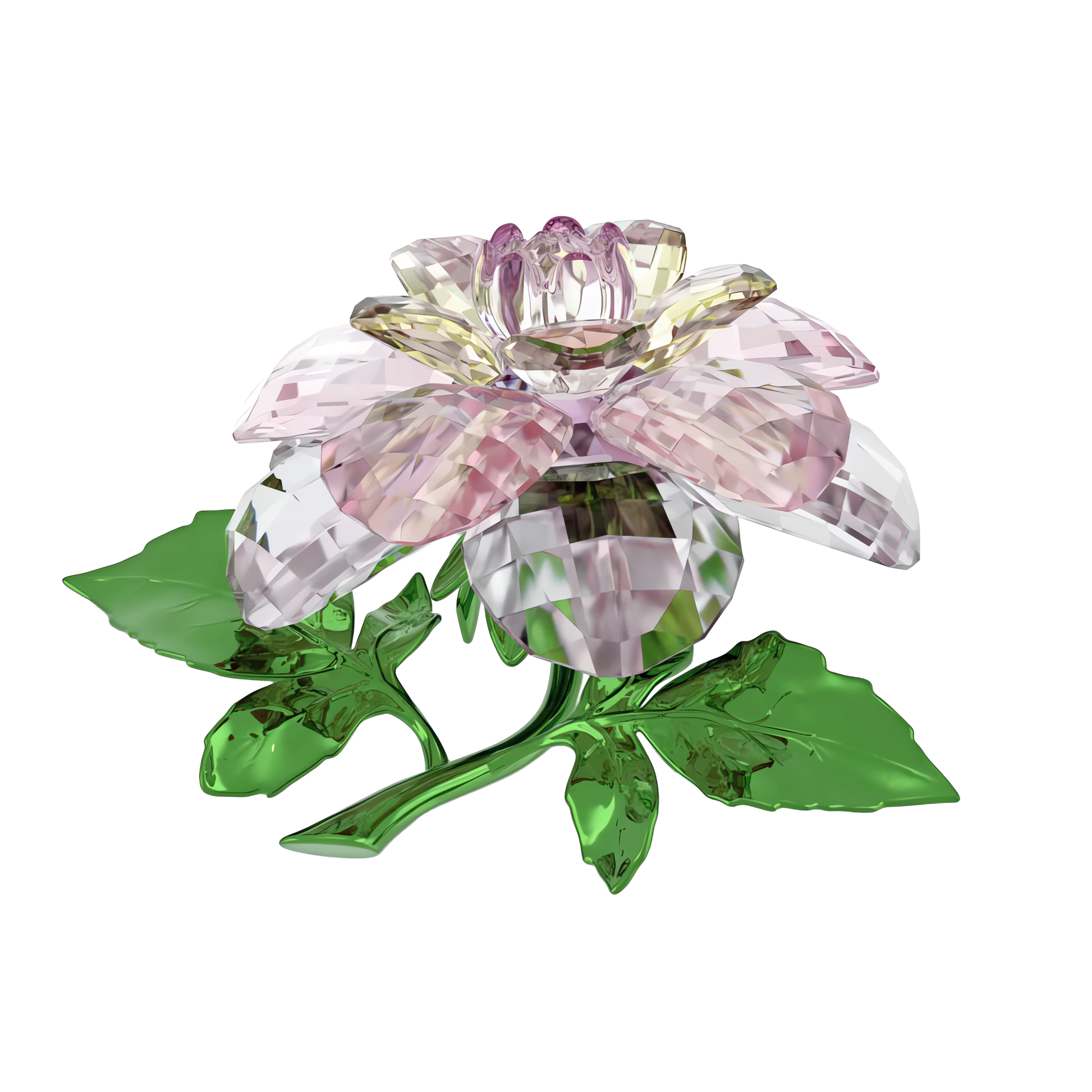 Florere Camellia 5721538