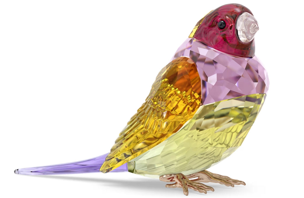 Idyllia SCS Gouldian Finch Large